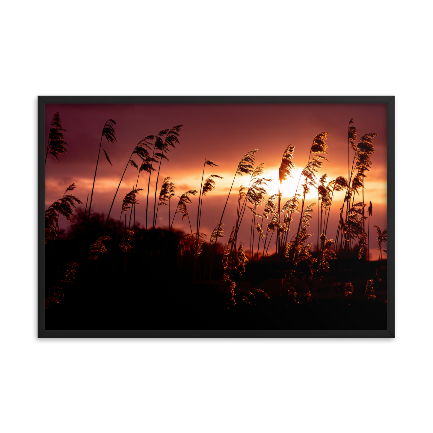 Golden Glow | Framed Photographic Print