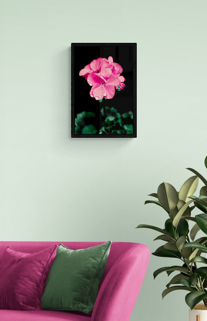 Pink Geranium | Framed Photographic Print | 12" x 18"