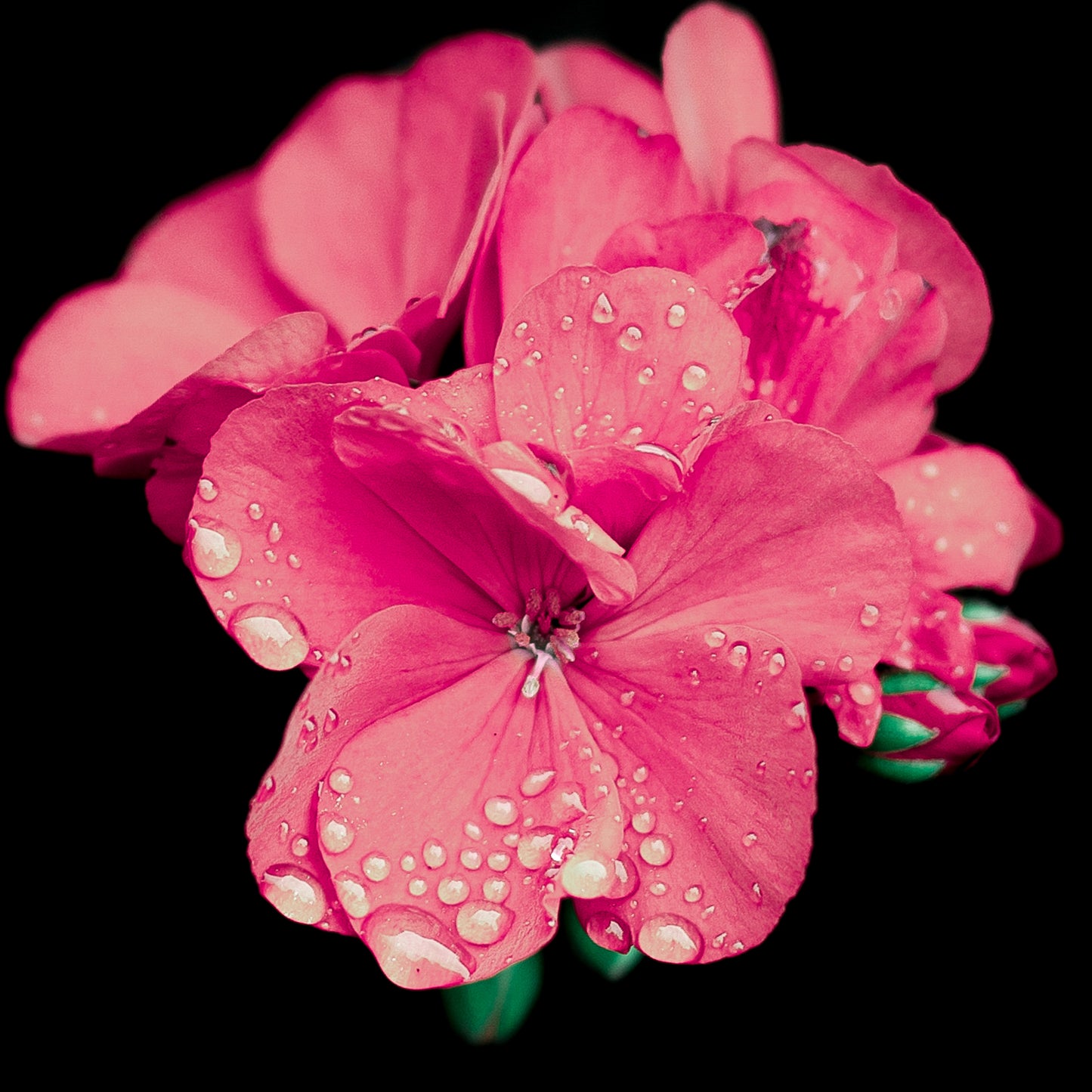 Pink Geranium | Framed Photographic Print | 12" x 18"