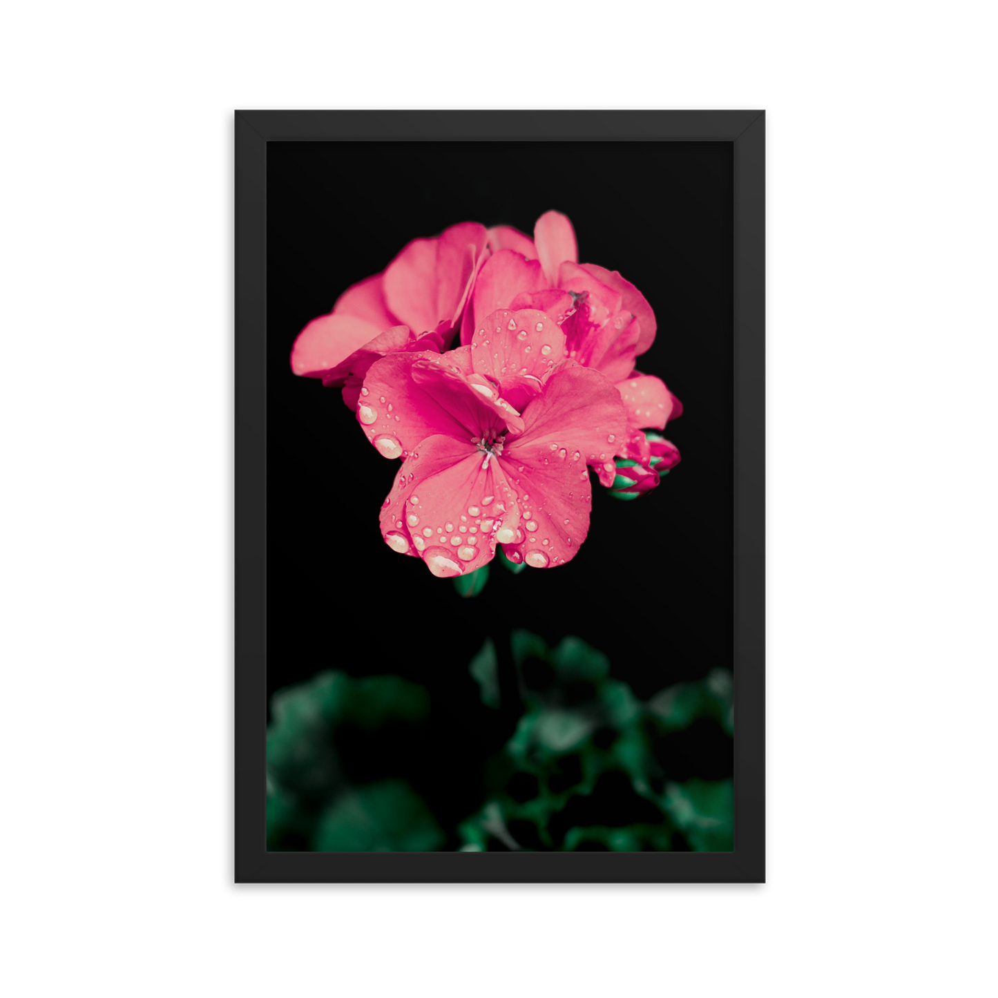 Pink Geranium | Framed Photographic Print | 12" x 18"