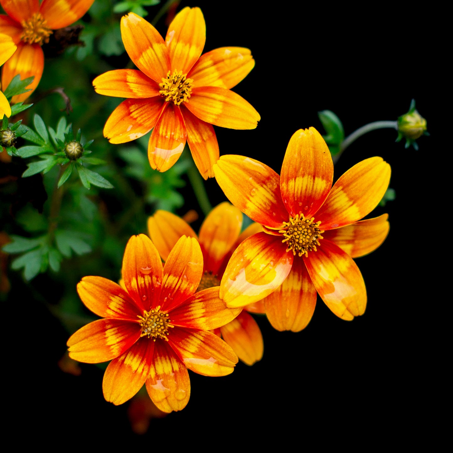 Fireflower | Framed Photographic Print | 12" x 18"