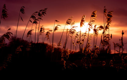Golden Glow | Framed Photographic Print