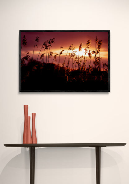 Golden Glow | Framed Photographic Print