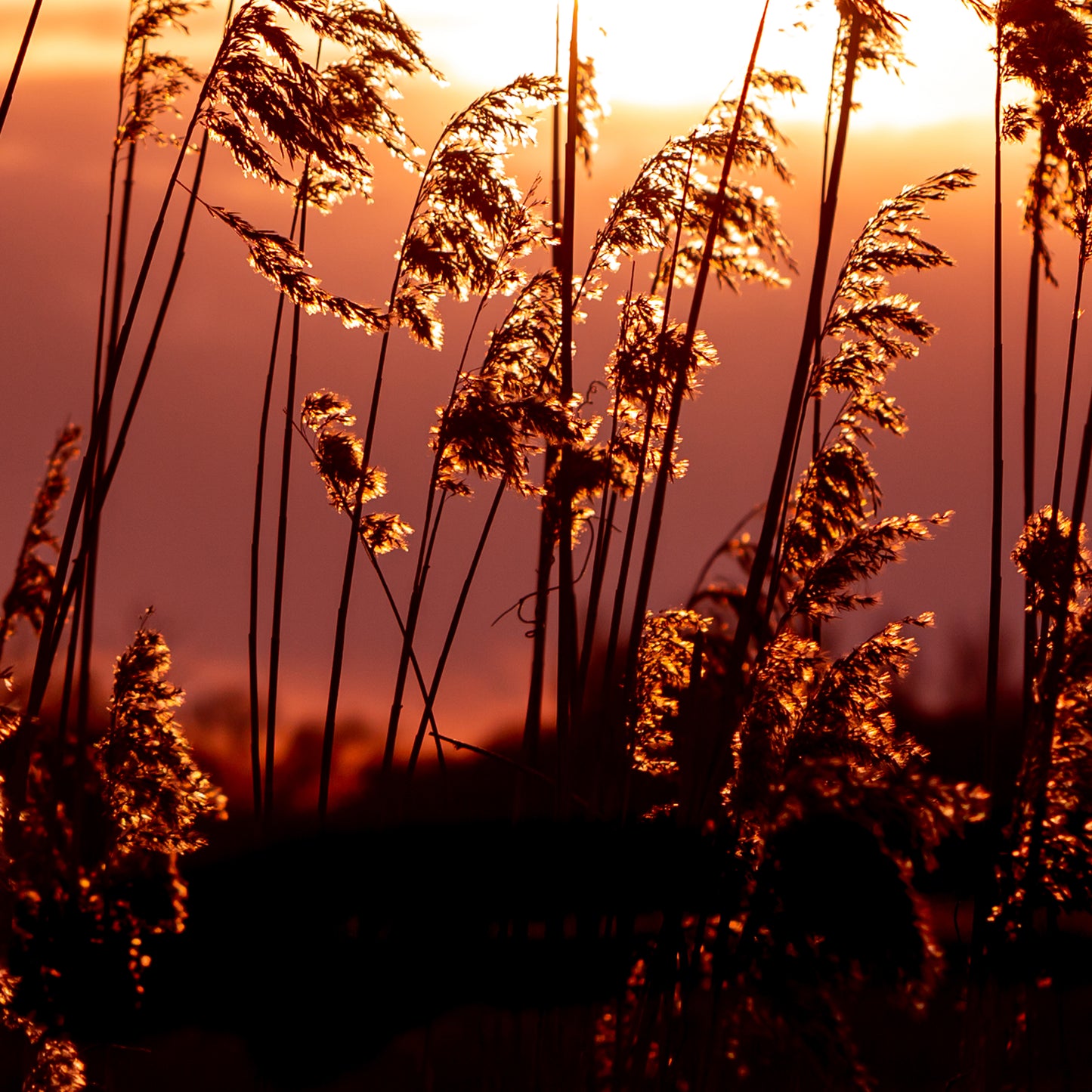 Golden Glow | Framed Photographic Print