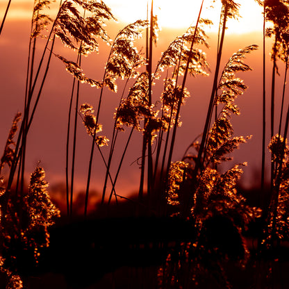 Golden Glow | Framed Photographic Print