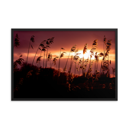 Golden Glow | Framed Photographic Print