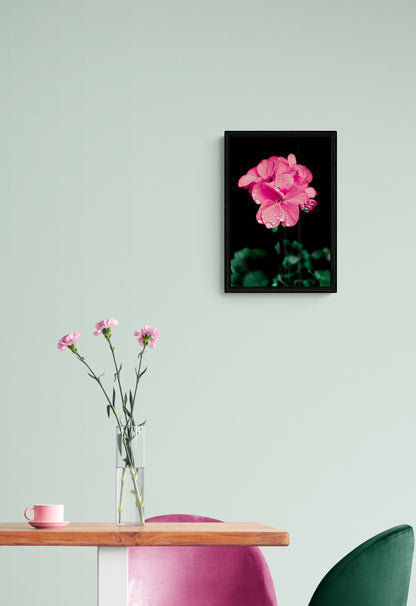 Pink Geranium | Framed Photographic Print | 12" x 18"