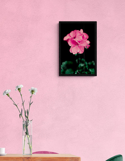 Pink Geranium | Framed Photographic Print | 12" x 18"