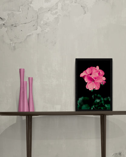 Pink Geranium | Framed Photographic Print | 12" x 18"