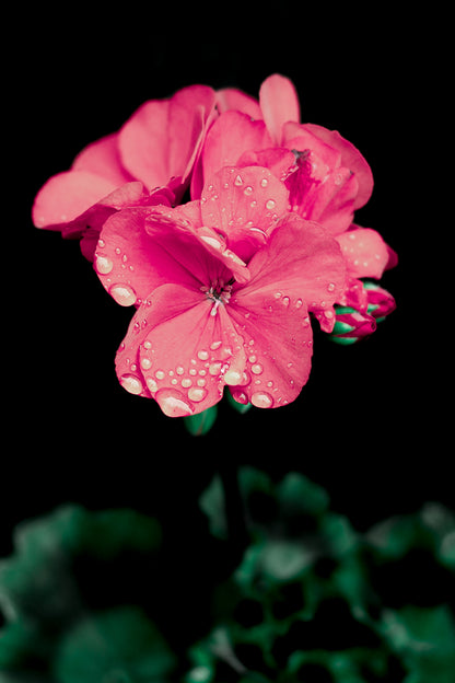 Pink Geranium | Framed Photographic Print | 12" x 18"