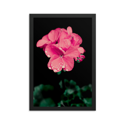 Pink Geranium | Framed Photographic Print | 12" x 18"