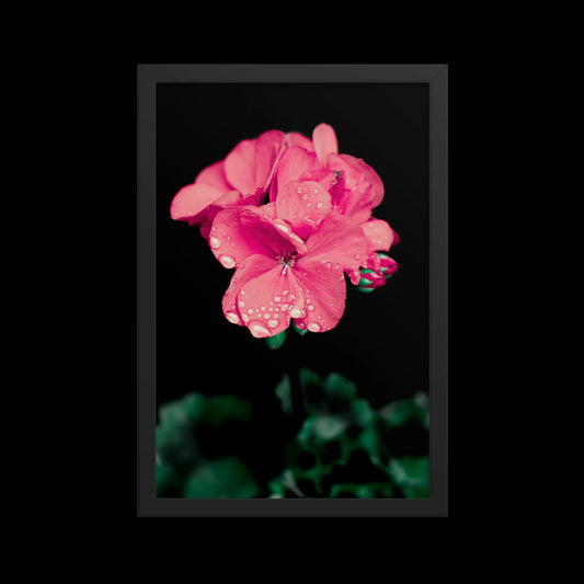 Pink Geranium | Framed Photographic Print | 12" x 18"